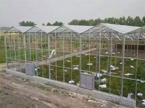 玻璃溫室造價、材料及配套設施設計解析