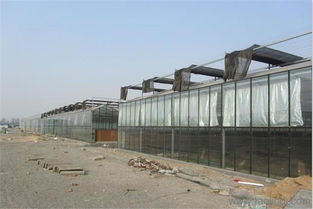 文絡型連棟玻璃溫室大棚建設廠家與現代農業溫室的發展