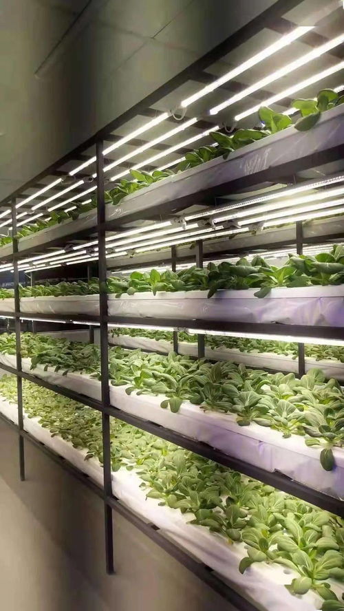 戰(zhàn)疫不誤農(nóng)時(shí)，奏響農(nóng)業(yè)強(qiáng)、農(nóng)民富、農(nóng)村美三部曲 聚焦410大棚材料與配套設(shè)施的創(chuàng)新設(shè)計(jì)